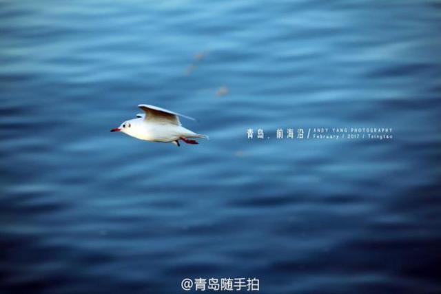 实拍立春后的青岛前海沿 海鸥低空盘旋