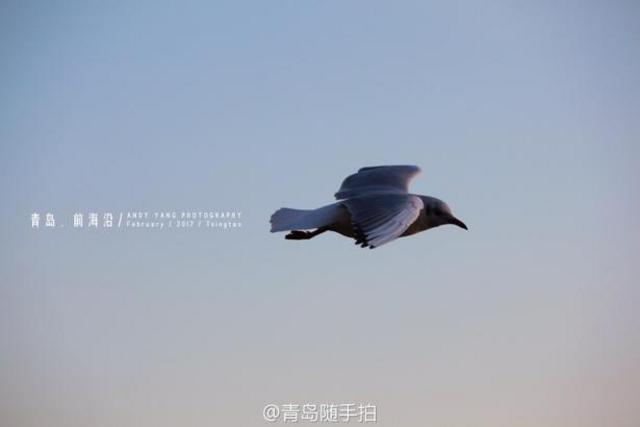 实拍立春后的青岛前海沿 海鸥低空盘旋