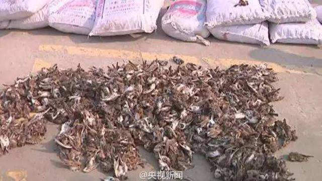 不只穿山甲 野生动物血色产业链触目惊心