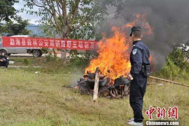 不只穿山甲 野生动物血色产业链触目惊心