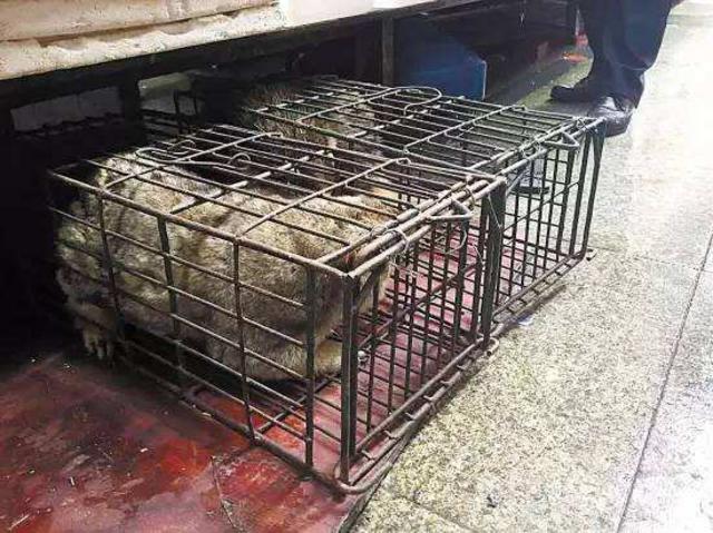 不只穿山甲 野生动物血色产业链触目惊心
