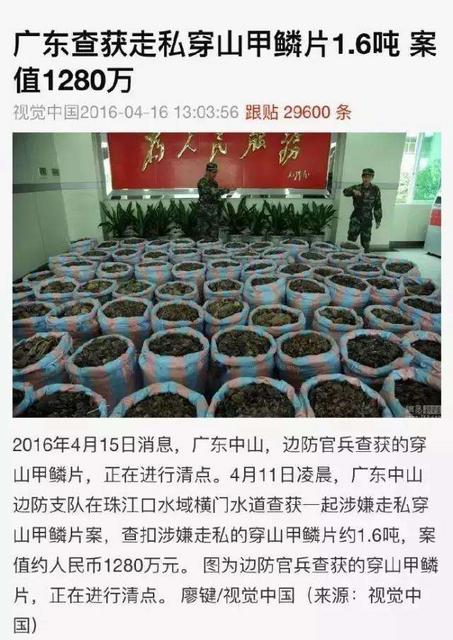 不只穿山甲 野生动物血色产业链触目惊心