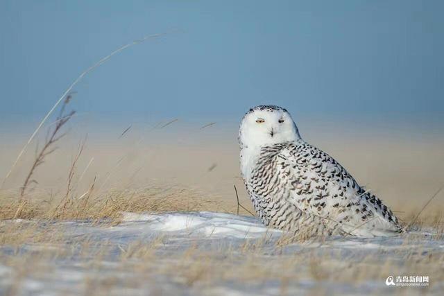 【看世界】实拍“北极女王” 哈利波特的宠物