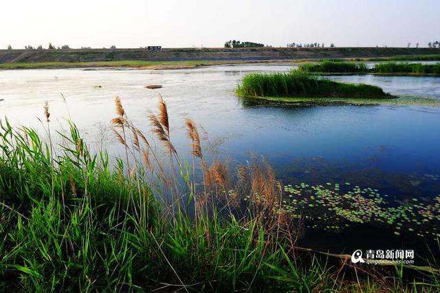 河道变身景观带 青岛这些河岸美水清