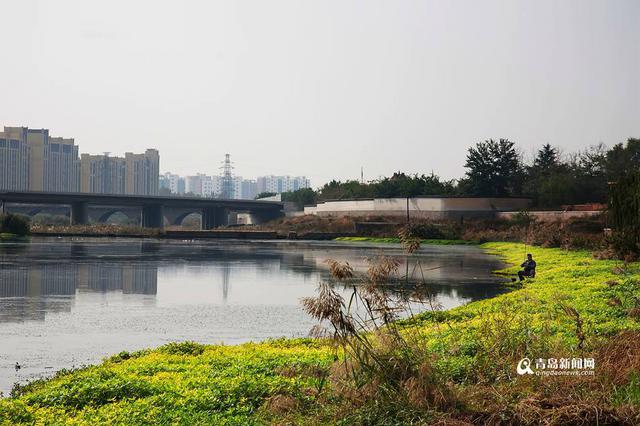 河道变身景观带 青岛这些河岸美水清