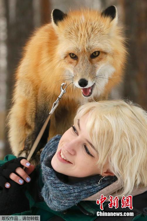 俄美女训练狐狸 画面温馨逗趣
