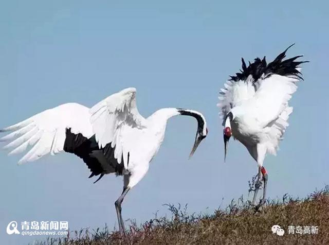 珍惜候鸟频现胶州湾 最全观鸟攻略看这里(图)