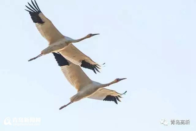 珍惜候鸟频现胶州湾 最全观鸟攻略看这里(图)