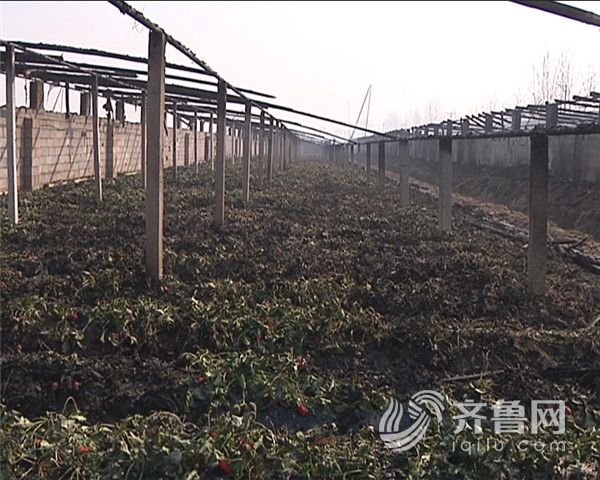 孔明灯引燃4个草莓大棚 种植户损失40多万