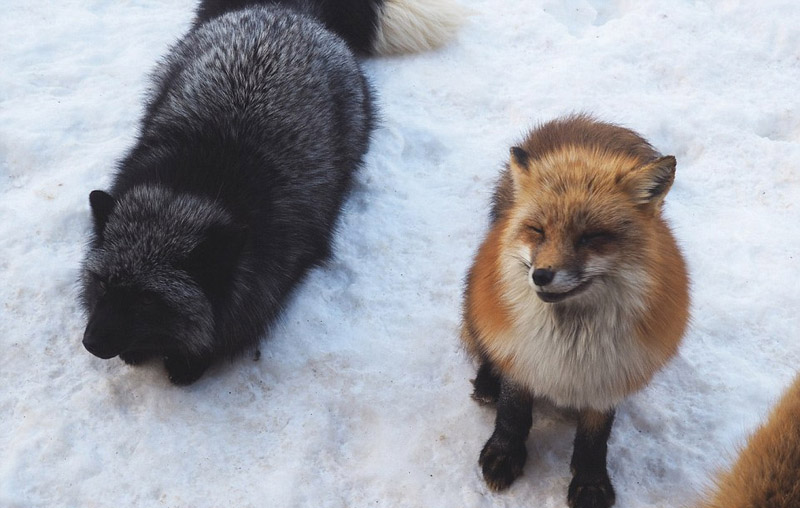 日本狐狸村百余只野狐玩耍打滚不惧人