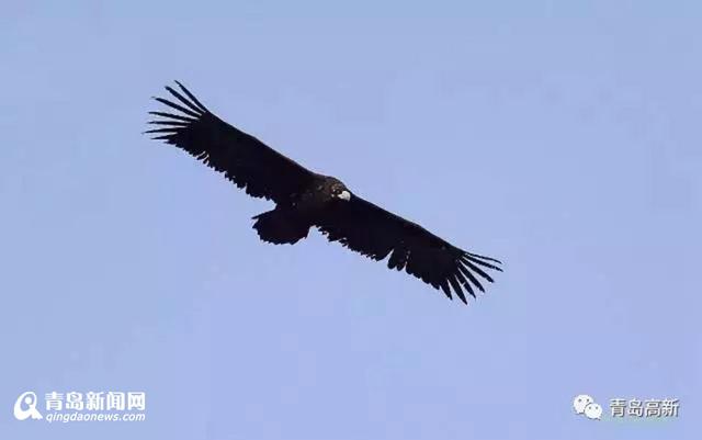 珍惜候鸟频现胶州湾 最全观鸟攻略看这里(图)