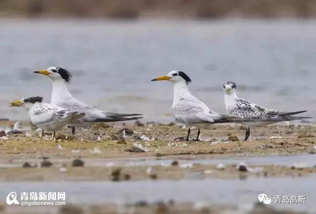 珍惜候鸟频现胶州湾 最全观鸟攻略看这里(图)