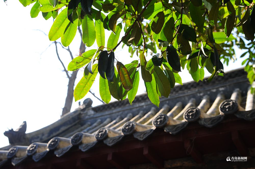 青岛有个神奇的地方 现在已经绿意盎然