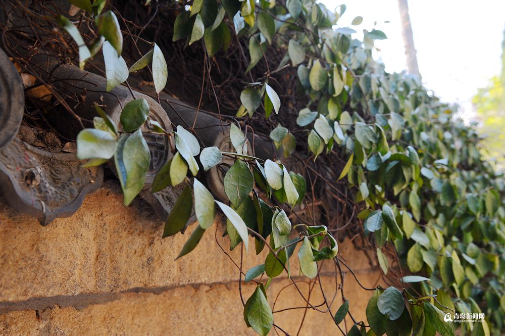 青岛有个神奇的地方 现在已经绿意盎然