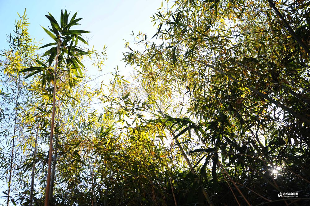 青岛有个神奇的地方 现在已经绿意盎然