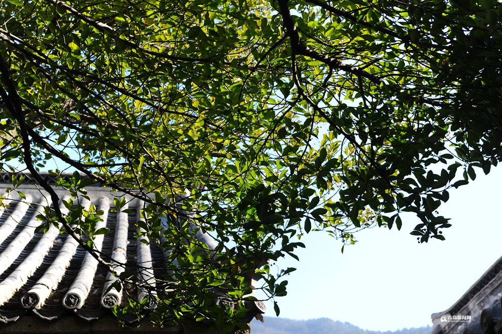 青岛有个神奇的地方 现在已经绿意盎然