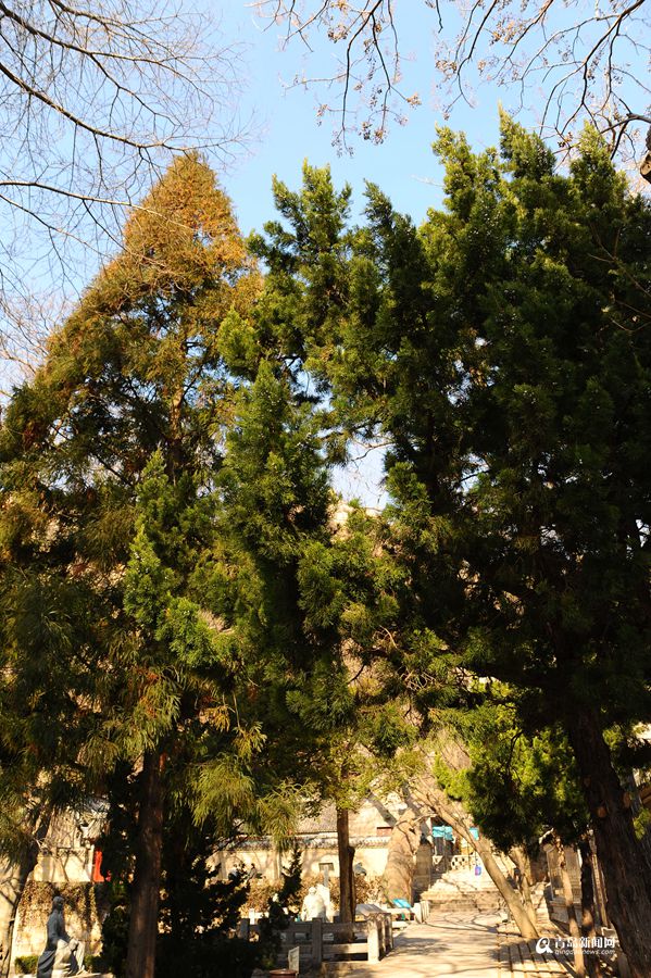 青岛有个神奇的地方 现在已经绿意盎然