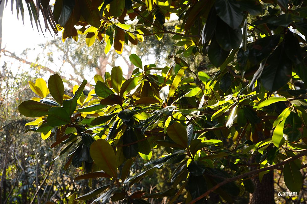 青岛有个神奇的地方 现在已经绿意盎然