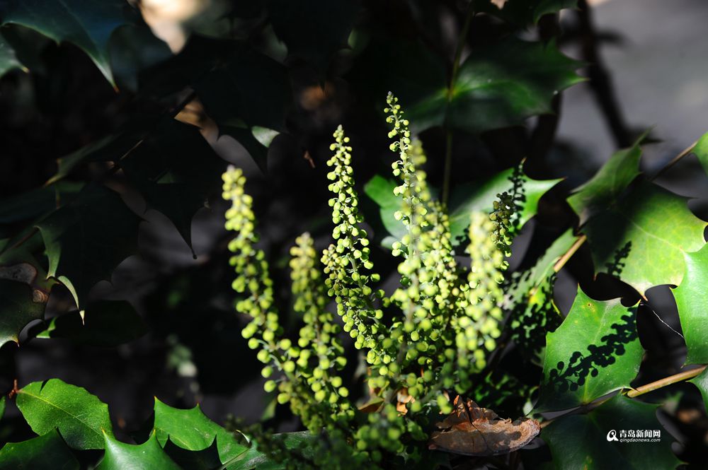 青岛有个神奇的地方 现在已经绿意盎然