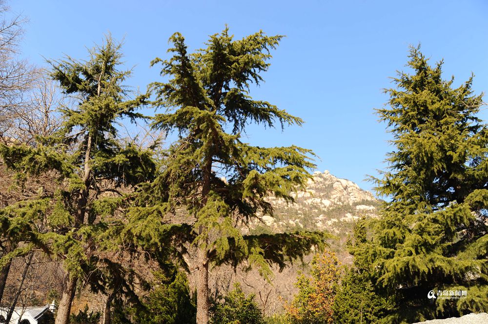 青岛有个神奇的地方 现在已经绿意盎然