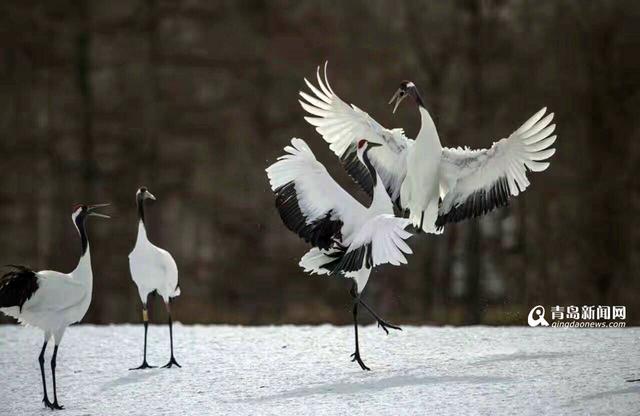 【看世界】北海道仙鹤雪地求爱 展现迷人舞姿