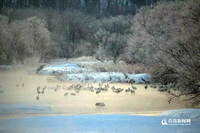 【看世界】北海道仙鹤雪地求爱 展现迷人舞姿