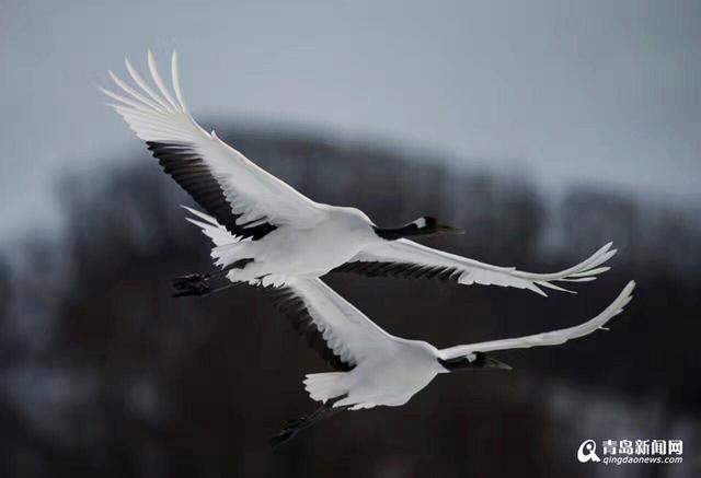 【看世界】北海道仙鹤雪地求爱 展现迷人舞姿