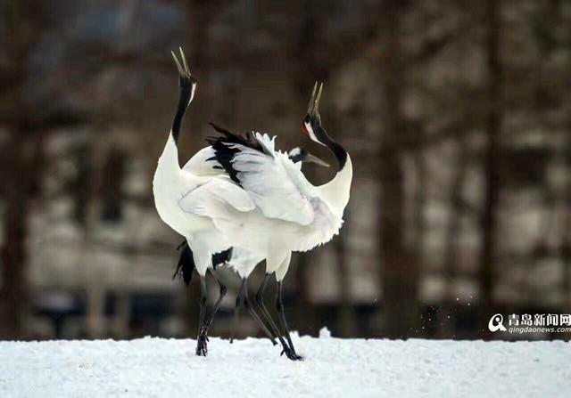 【看世界】北海道仙鹤雪地求爱 展现迷人舞姿