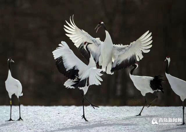 【看世界】北海道仙鹤雪地求爱 展现迷人舞姿