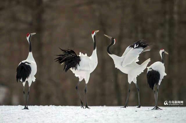 【看世界】北海道仙鹤雪地求爱 展现迷人舞姿