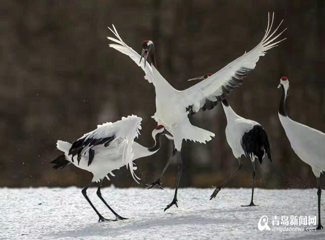 【看世界】北海道仙鹤雪地求爱 展现迷人舞姿