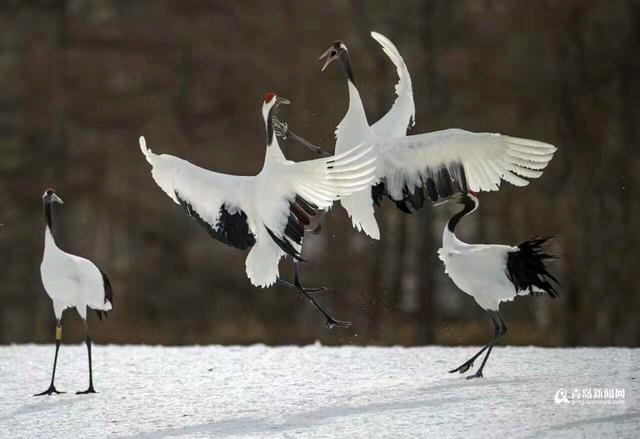 【看世界】北海道仙鹤雪地求爱 展现迷人舞姿