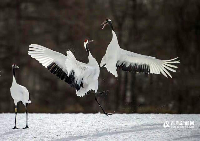 【看世界】北海道仙鹤雪地求爱 展现迷人舞姿