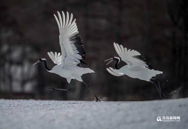 【看世界】北海道仙鹤雪地求爱 展现迷人舞姿