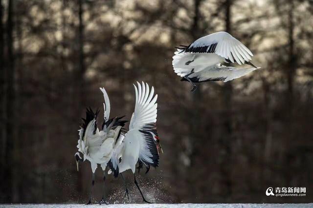 【看世界】北海道仙鹤雪地求爱 展现迷人舞姿