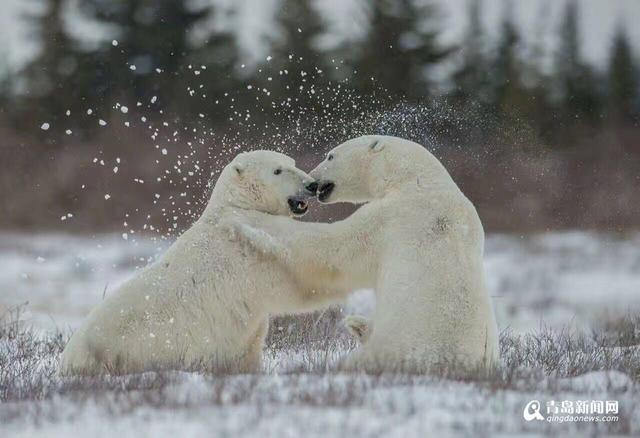 【看世界】北极熊雪地嘻戏与伙伴熊抱 萌翻了