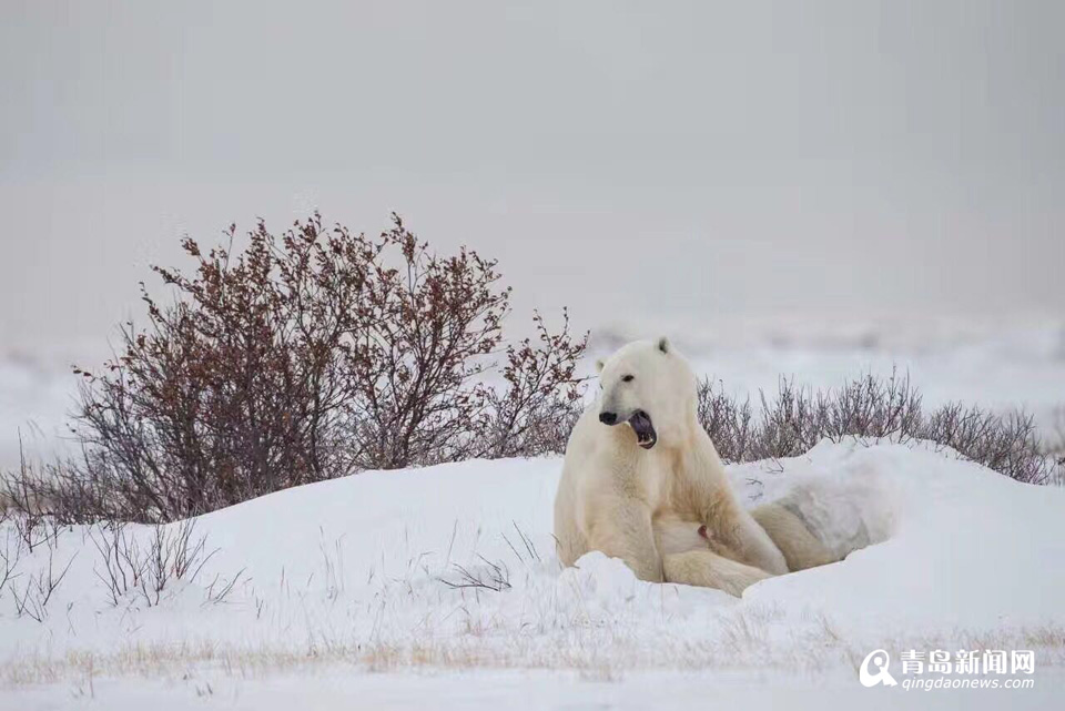 【看世界】北极熊雪地嘻戏与伙伴熊抱 萌翻了