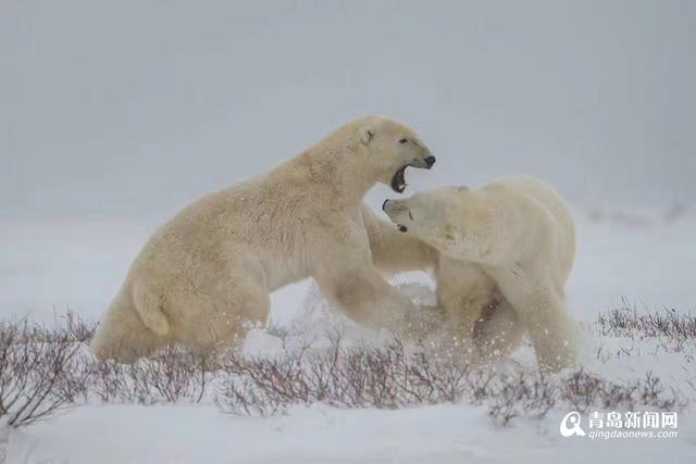 【看世界】北极熊雪地嘻戏与伙伴熊抱 萌翻了