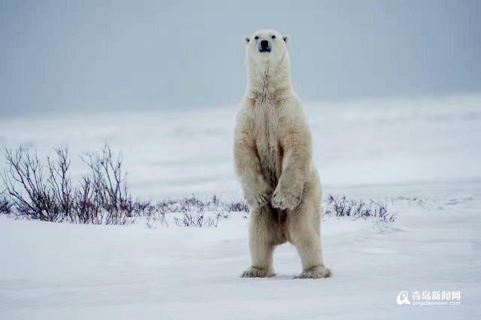 【看世界】北极熊雪地嘻戏与伙伴熊抱 萌翻了
