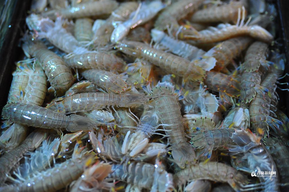 高清：海捕小海货美味回归 小蛎虾30元一斤