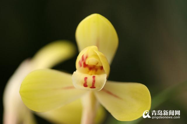 高清：幽兰香风远 百余种名贵兰花亮相青岛