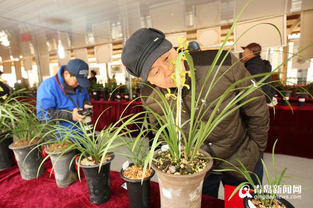 高清：幽兰香风远 百余种名贵兰花亮相青岛