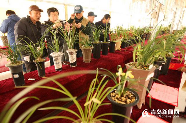 高清：幽兰香风远 百余种名贵兰花亮相青岛