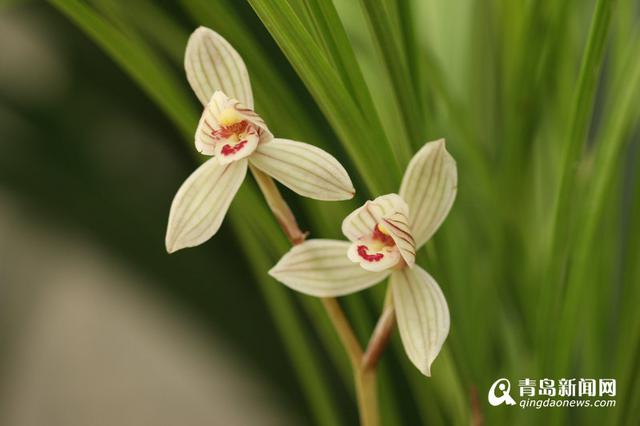 高清：幽兰香风远 百余种名贵兰花亮相青岛