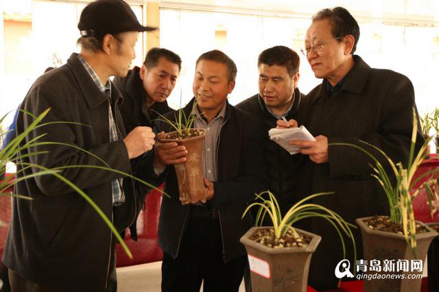 高清：幽兰香风远 百余种名贵兰花亮相青岛