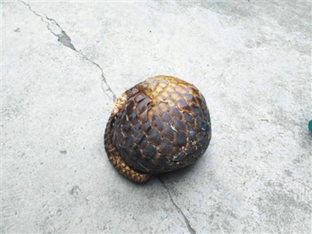 揭穿山甲交易链：喂水泥增重 可快递活体