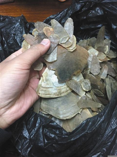 揭穿山甲交易链：喂水泥增重 可快递活体
