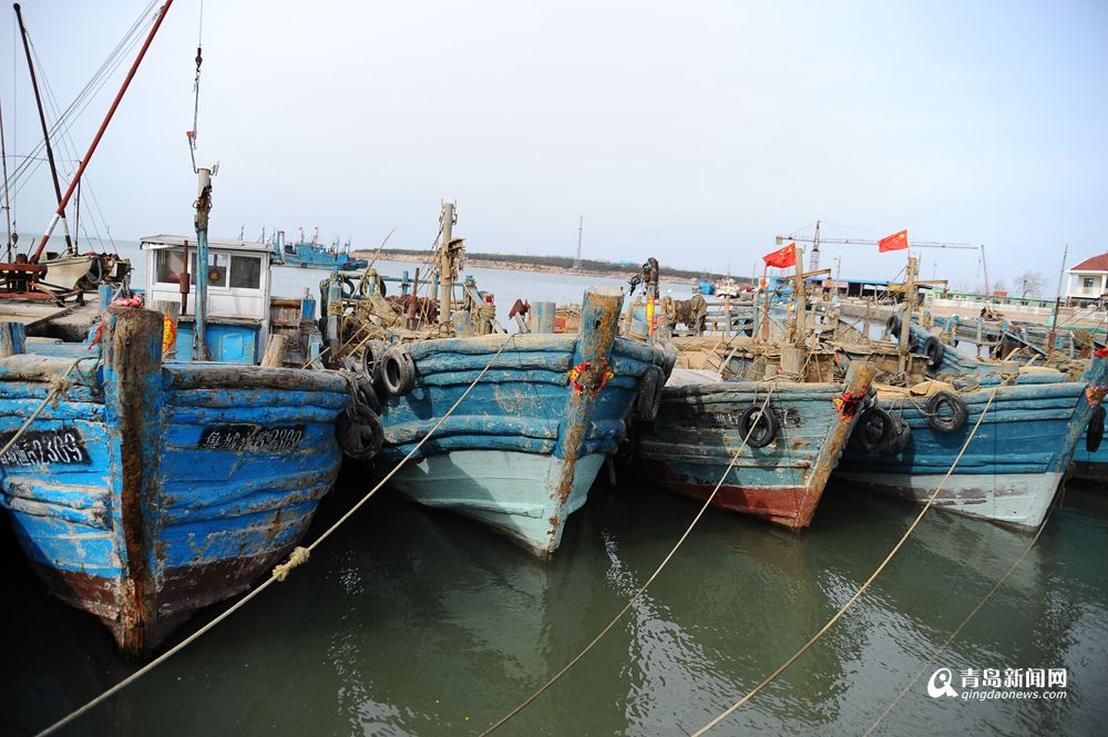 高清：青岛渔船带子丰收 