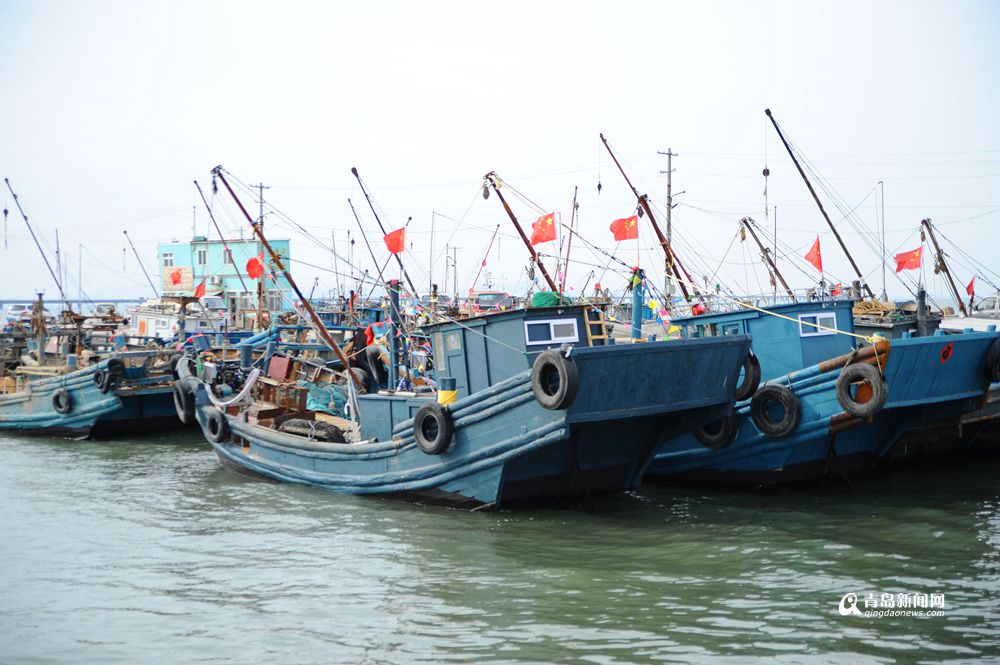 高清：青岛渔船带子丰收 