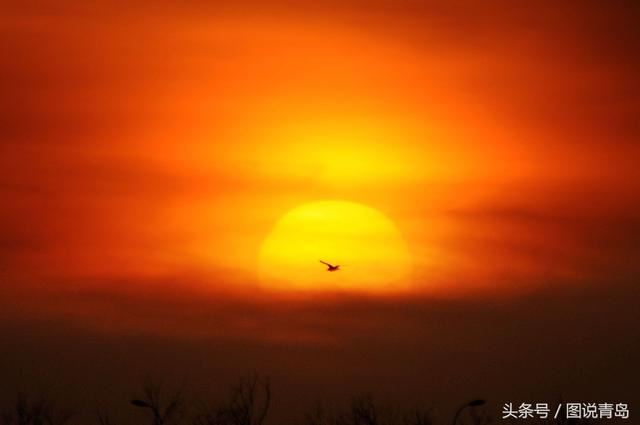 冷空气送来彩霞满天 胶州湾湿地再现生态美景 